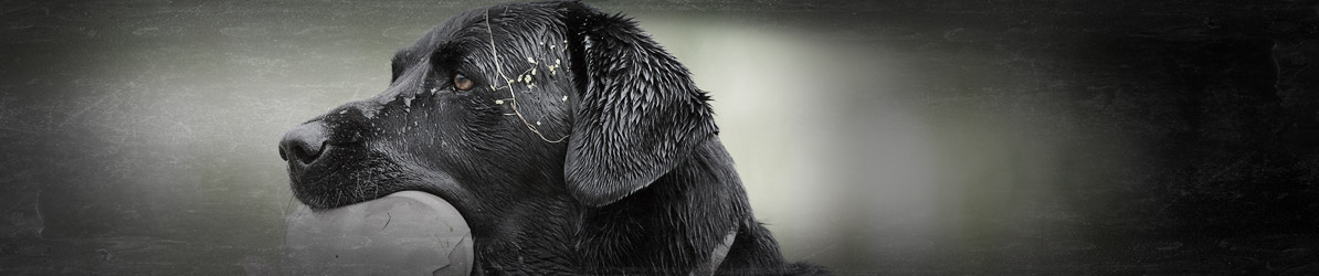 Learn about SportDOG® privacy policy